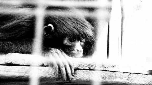 Watch Wild Animal Repo Online