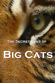 The Secret Lives Of Big Cats poster