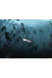 Alien Sharks Greatest Hits poster