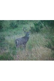 Monster Bucks III