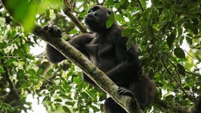 Watch Gorillas of Gabon Online