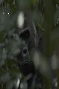 Gorillas of Gabon