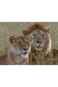The Lion's Kingdom