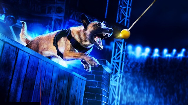 Watch America's Top Dog Online