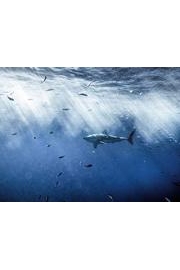 Andrew Mayne Ghost Diver poster