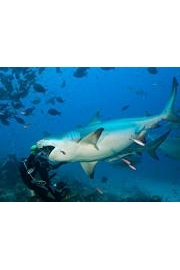 SharkCam Stakeout poster