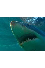 Return of the Megashark