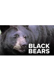 Black Bears poster