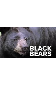 Black Bears