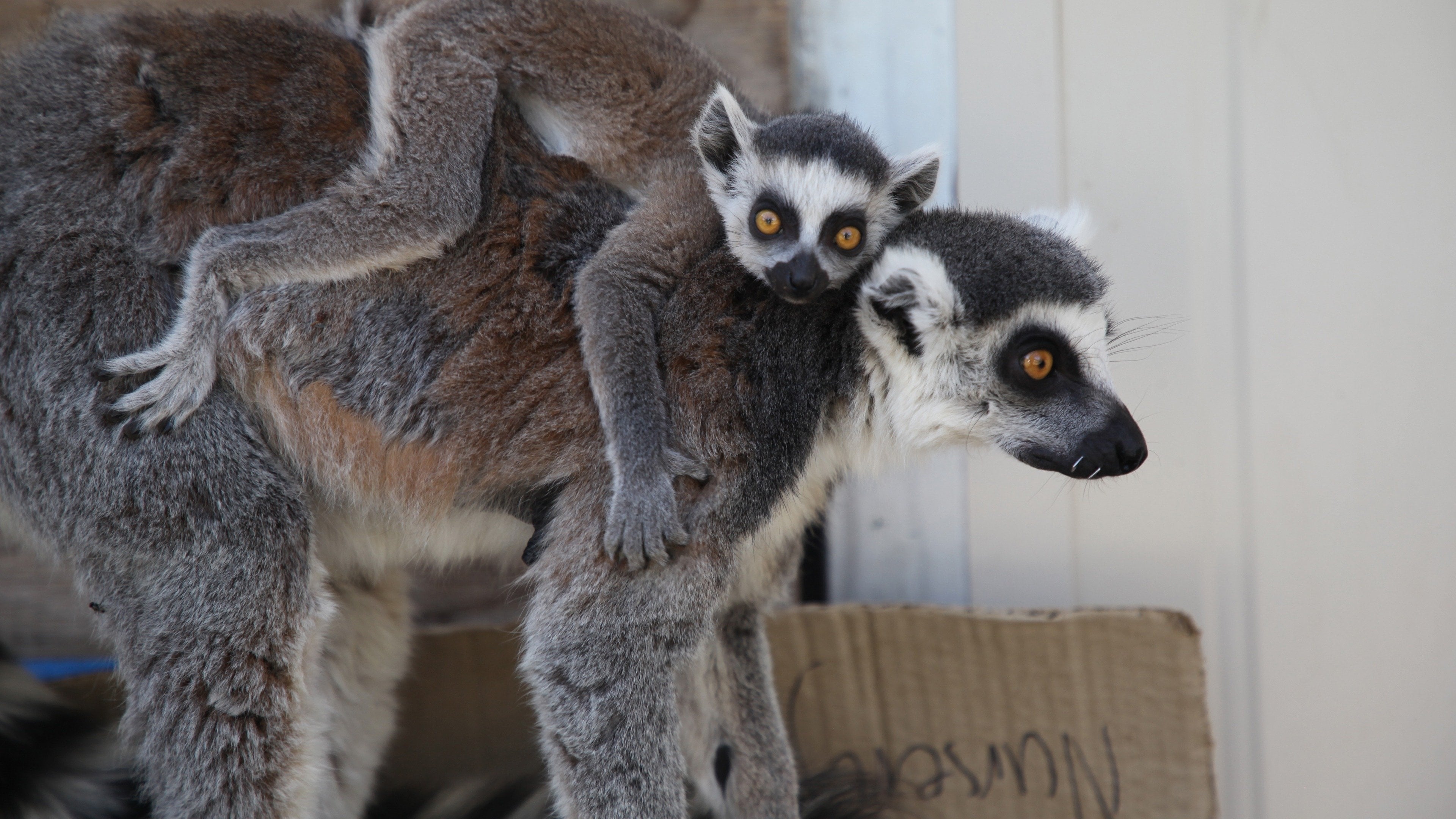 Watch Secrets of the Zoo: Down Under Online