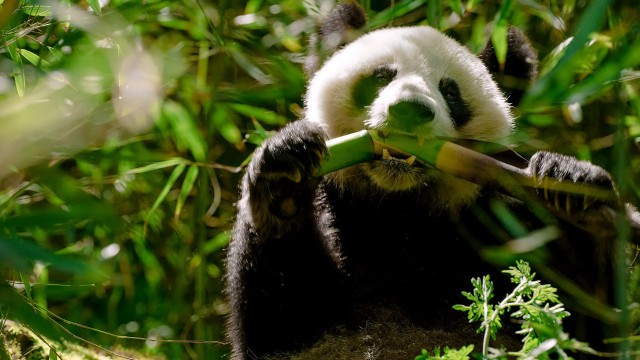 Watch The Hidden Kingdoms of China Online