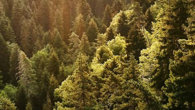 Watch ABC News Archives: Earth Day Online
