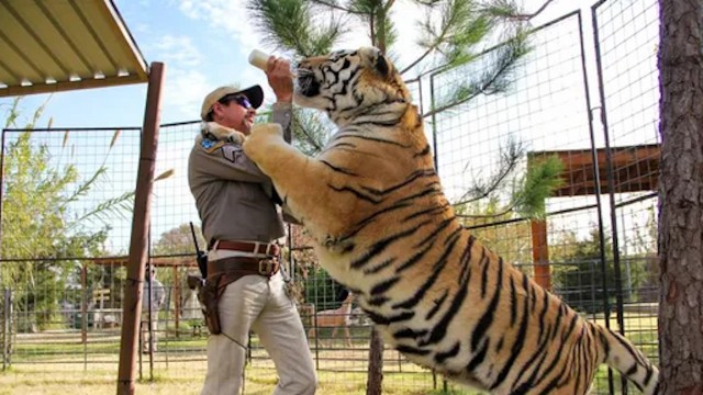 Watch TMZ Investigates: Tiger King - What Really Went Down? Online