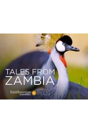 Tales From Zambia poster