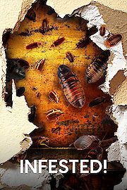 Infested