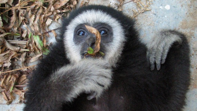 Watch Gibbons: Back in the Swing Online