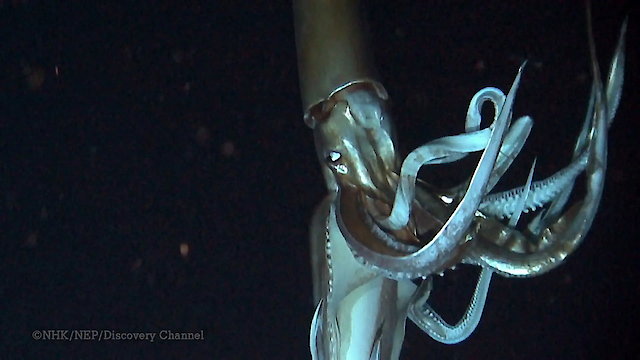 Watch Deep Ocean Online