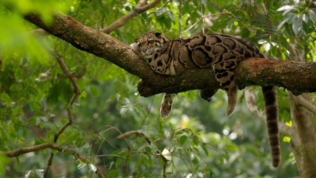 Watch India's Wild Leopards Online