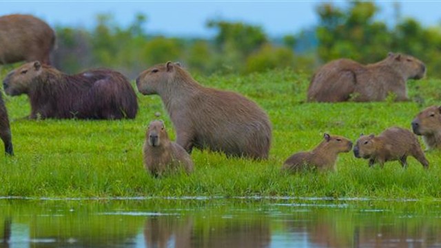 Watch Into the Wild Colombia Online