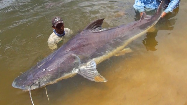 Watch Monster Fish of the Amazon Online