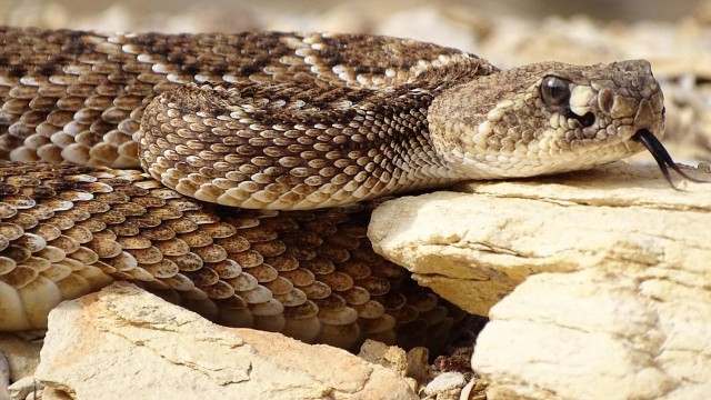 Watch Rattlesnake Road Trip Online