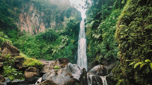 Watch Jungle Life Online