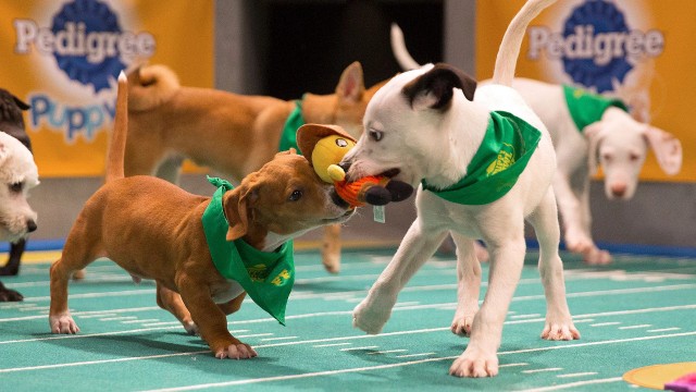 Watch Road To Puppy Bowl Online