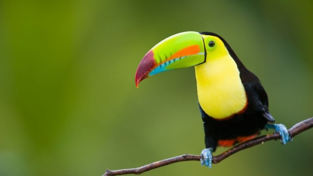 Watch Wild Costa Rica Online