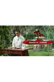 Desde el jardin Ohno poster