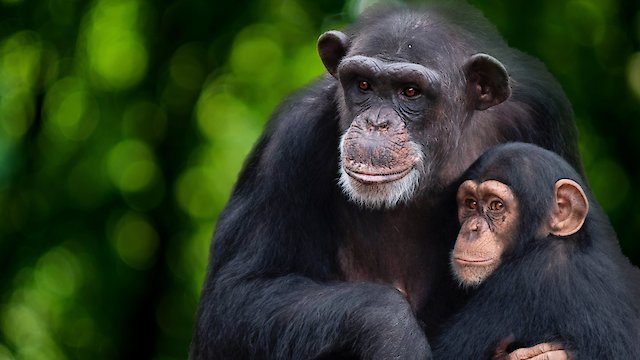 Watch Meet The Chimps Online