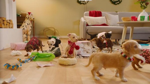 Watch A White Elephant Puppy Party Online