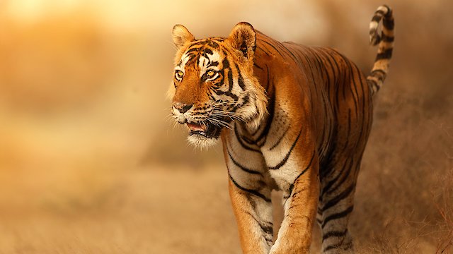 Watch Wild Cats of India Online