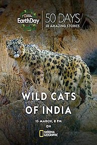 Wild Cats of India