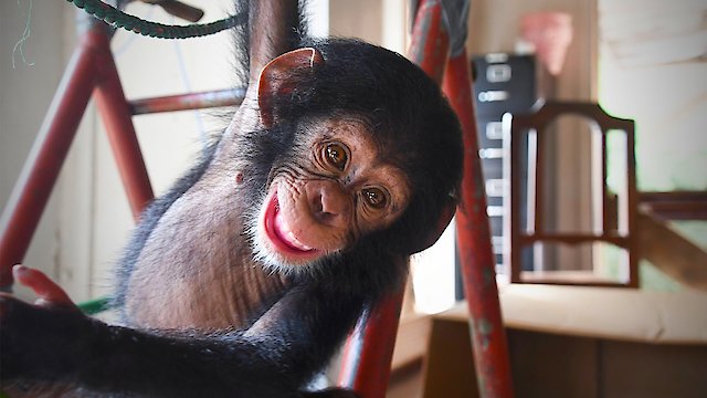 Watch Baby Chimp Rescue Online