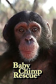 Baby Chimp Rescue