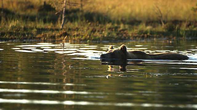 Watch Wild Nordic Online