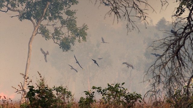 Watch A Wild Year On Earth Online