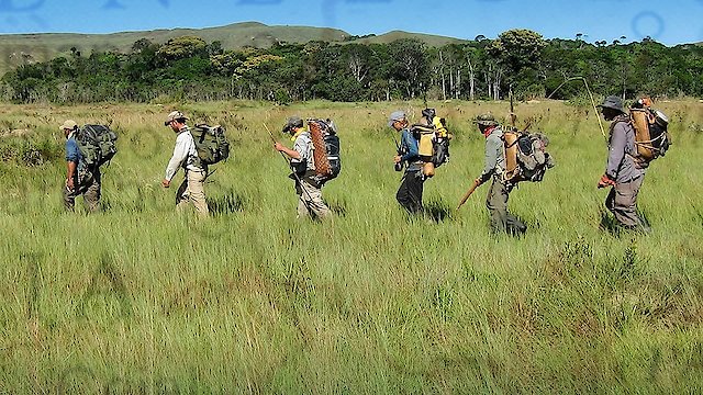 Watch Out Of The Wild: Venezuela Online