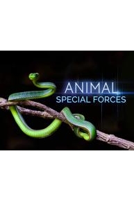 Animal Special Forces