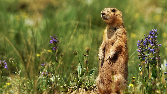 Watch Prairie Dog Manor Online