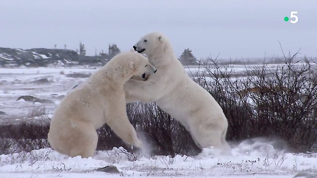 Watch Kingdom of the Polar Bears Online