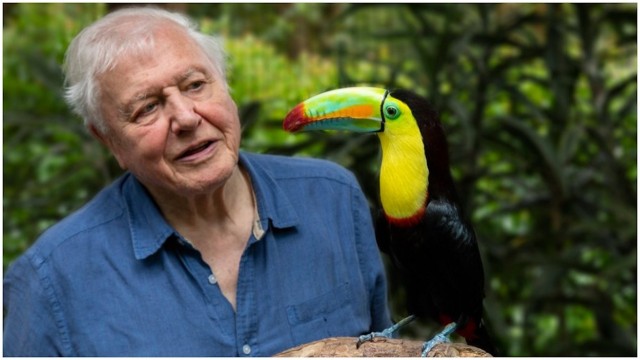 Watch Life in Color With David Attenborough Online