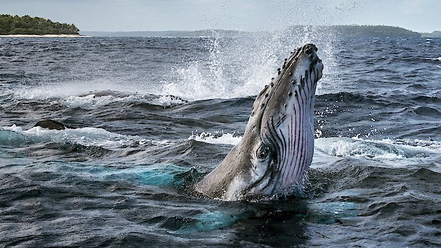 Watch Secrets of the Whales Online