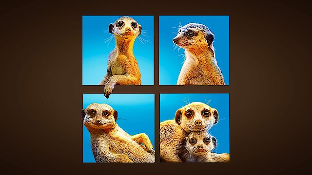 Watch Meet The Meerkats Online