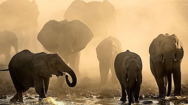 Watch Life at the Waterhole Online