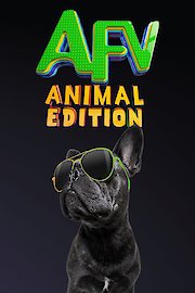 America's Funniest Videos: Animal Edition