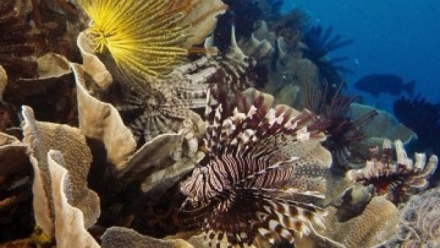 Watch Under the Sea Online