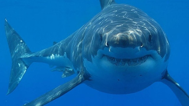 Watch World's Most Dangerous Shark? Online