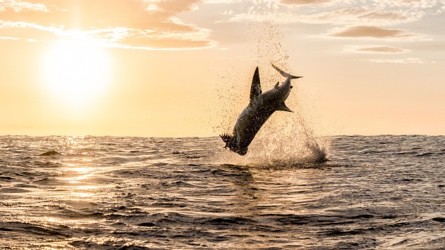 Watch Air Jaws: Going for Gold Online