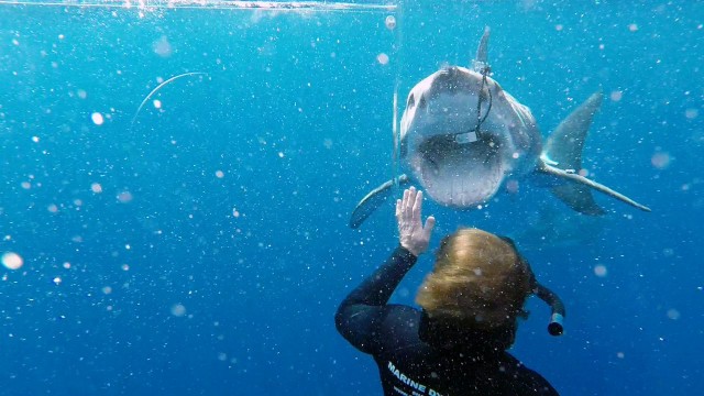 Watch Jaws Awakens: Phred vs. Slash Online
